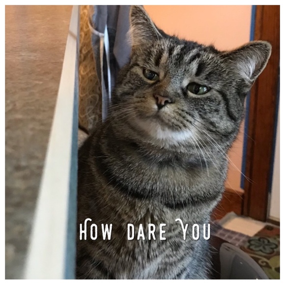 Meet your Posher, Antoinette - Picture 1 of 1